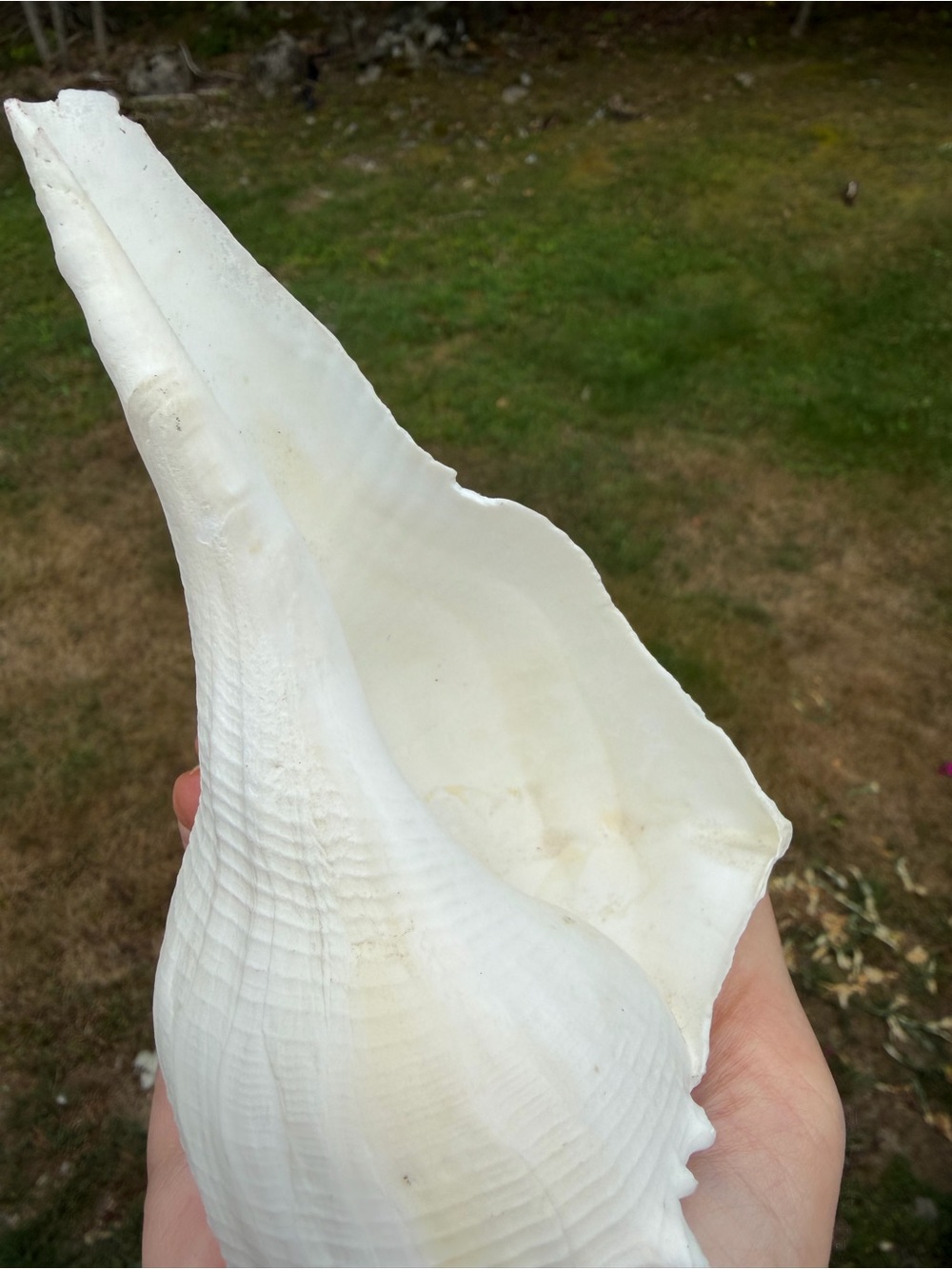 5 Large SeaShells | 🐚 Read Description - Picture 11 of 13
